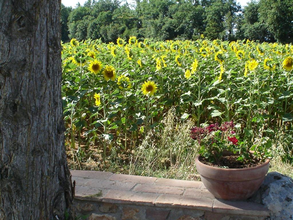 Casale Il Colombaio Di Toiano Pensionat Valli Rum bild